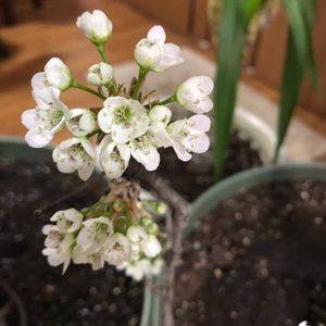 Meet your Posher, Hanh